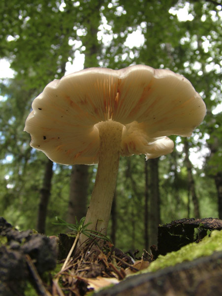 pluteus cervinus